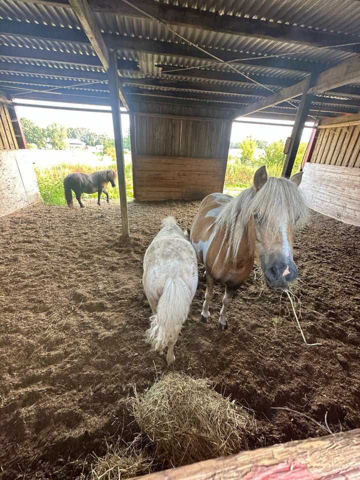 Blanding, hoppe, 6 år