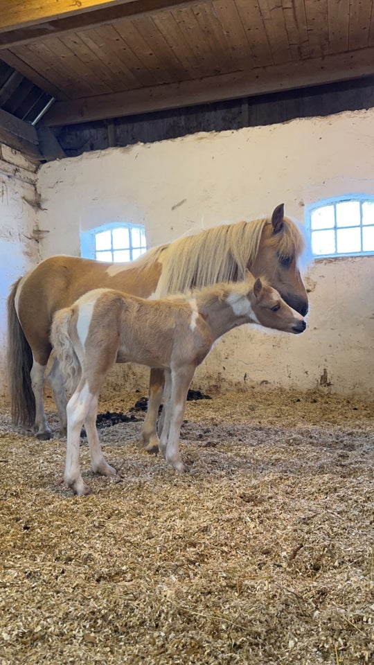 Blanding, hoppe, 6 år