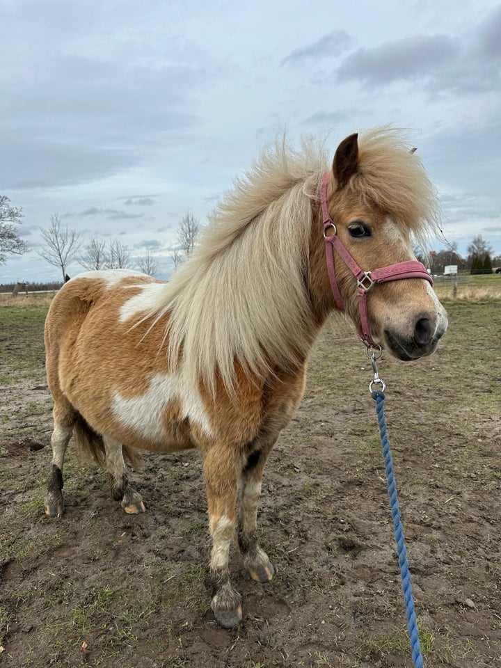 Blanding, hoppe, 6 år