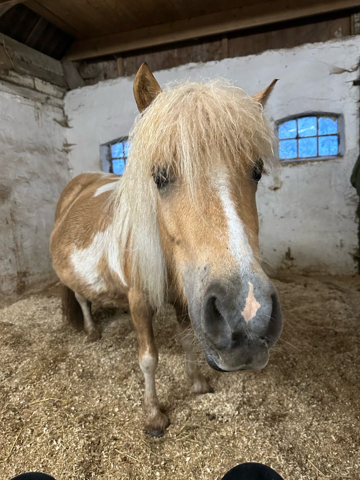 Blanding, hoppe, 6 år