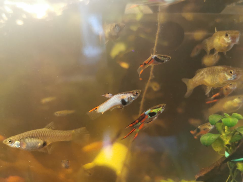 Poecilia wingei- Endler guppyer,