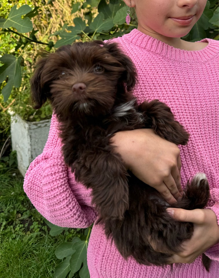 Bichon Havanaiser CHOKOLADE