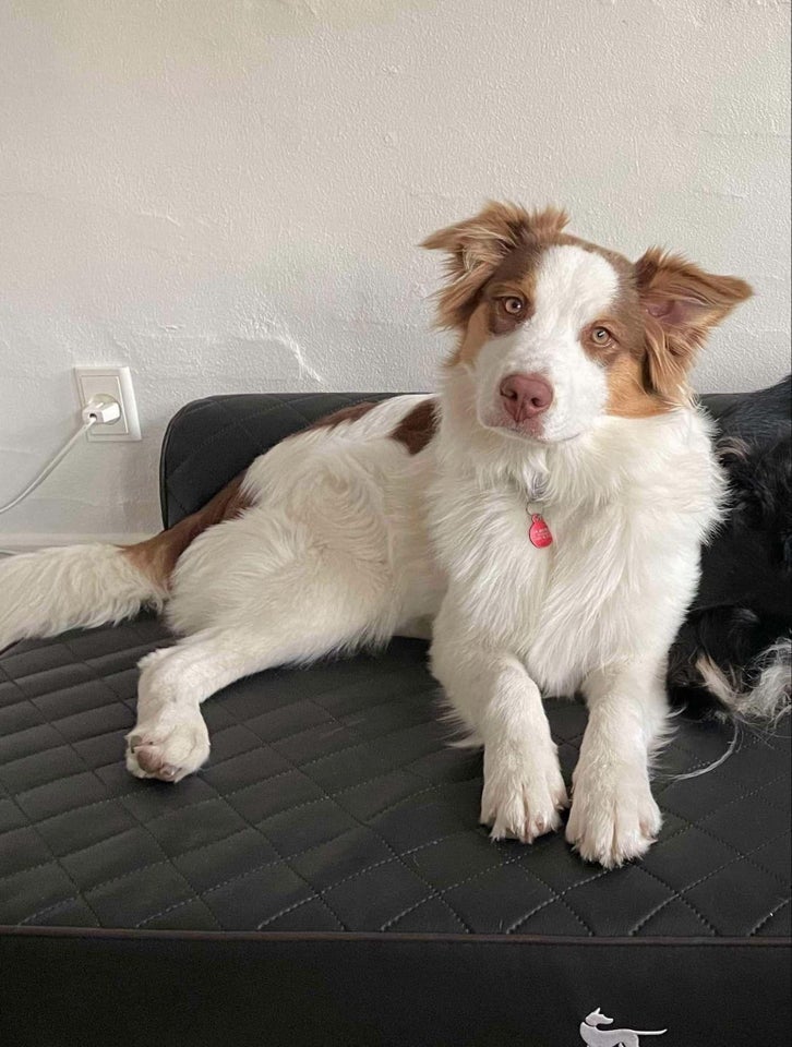 Aussie/golden/samojede, hund, 6