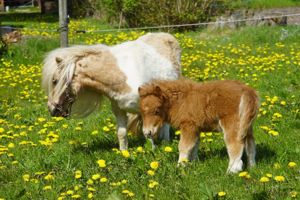 Shetlandspony hoppe 0 år