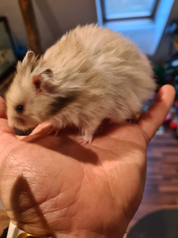 Hamster Guldhamster  0 år