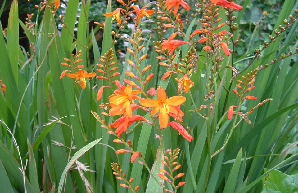 Staude., Crocosmia.