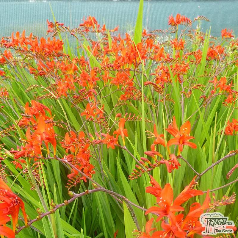 Staude., Crocosmia.