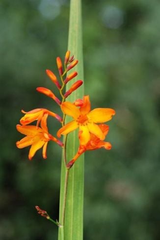 Staude., Crocosmia.