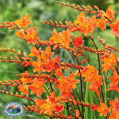 Staude., Crocosmia.