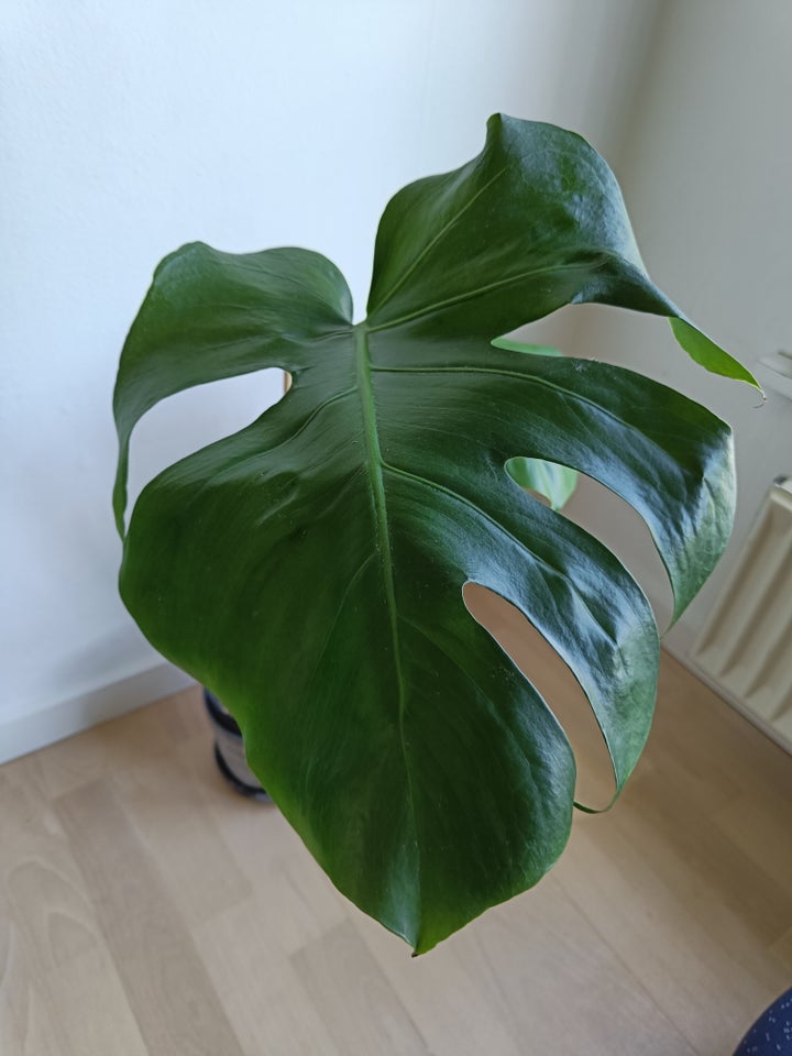 Monstera