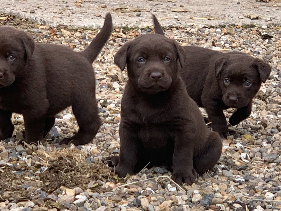 Labrador, hvalpe, 8 uger