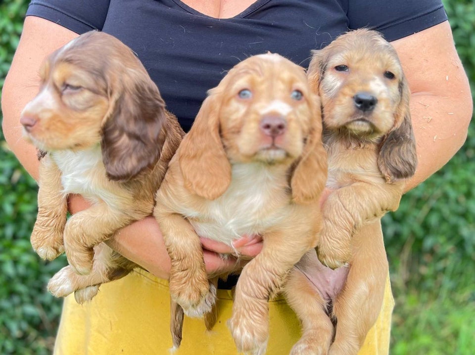 Cocker Spaniel, hvalpe, 7 uger