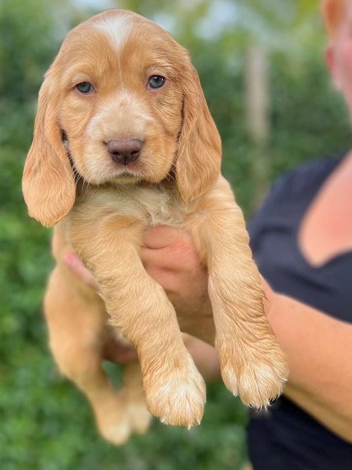 Cocker Spaniel, hvalpe, 7 uger