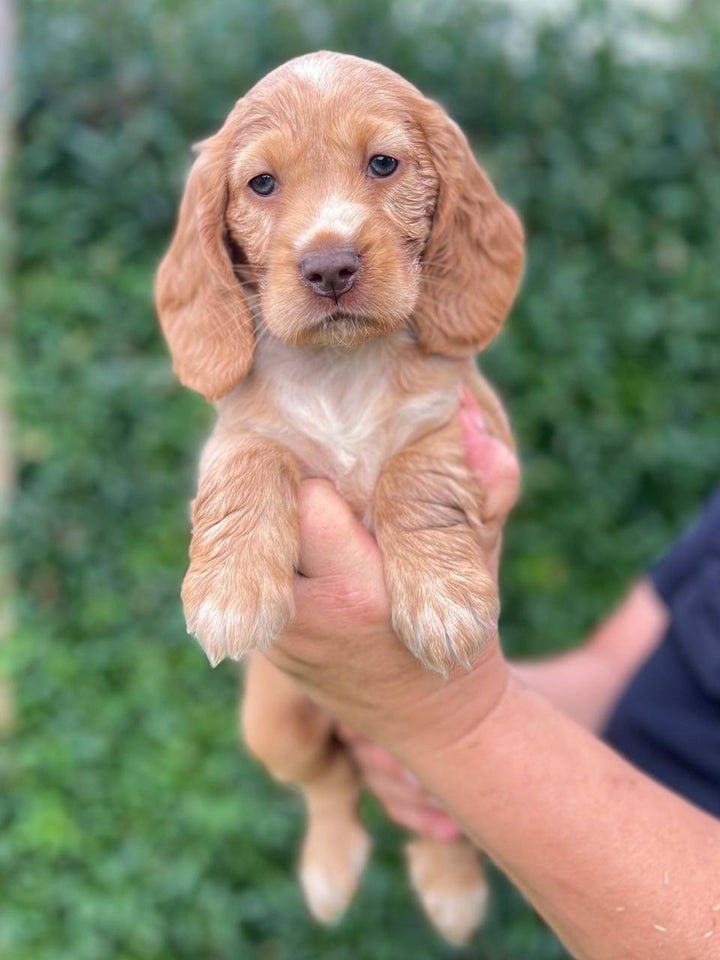 Cocker Spaniel, hvalpe, 7 uger