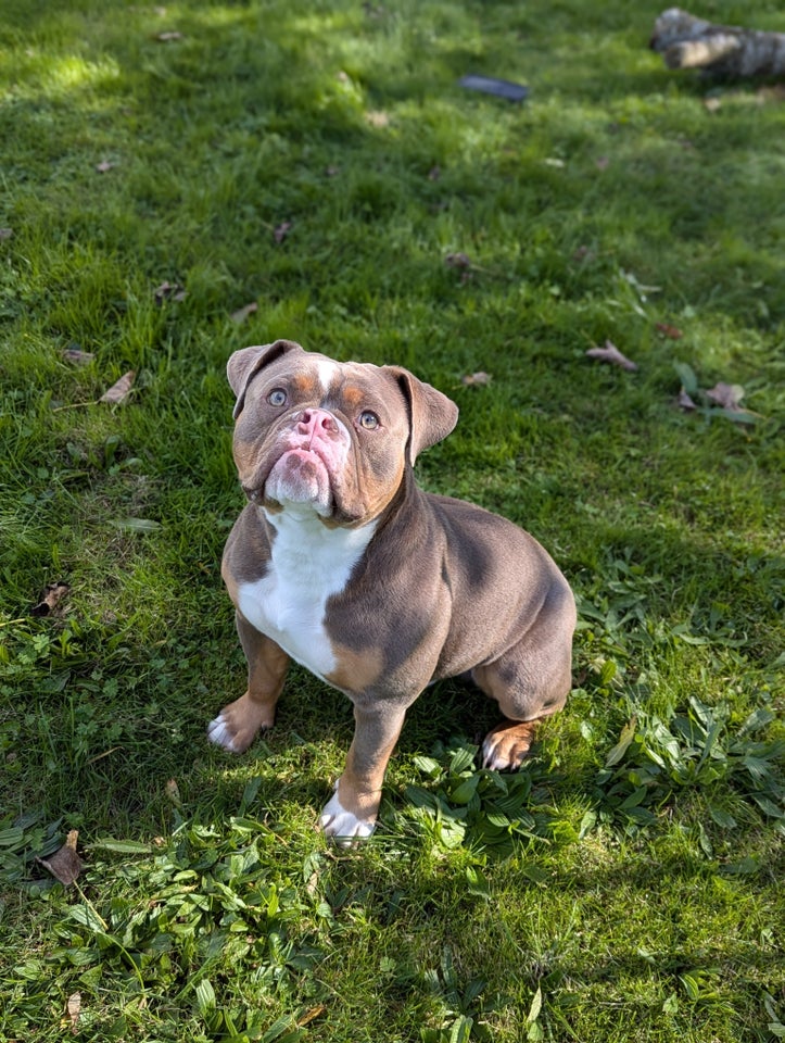 Old english bulldog, hanhund, 9