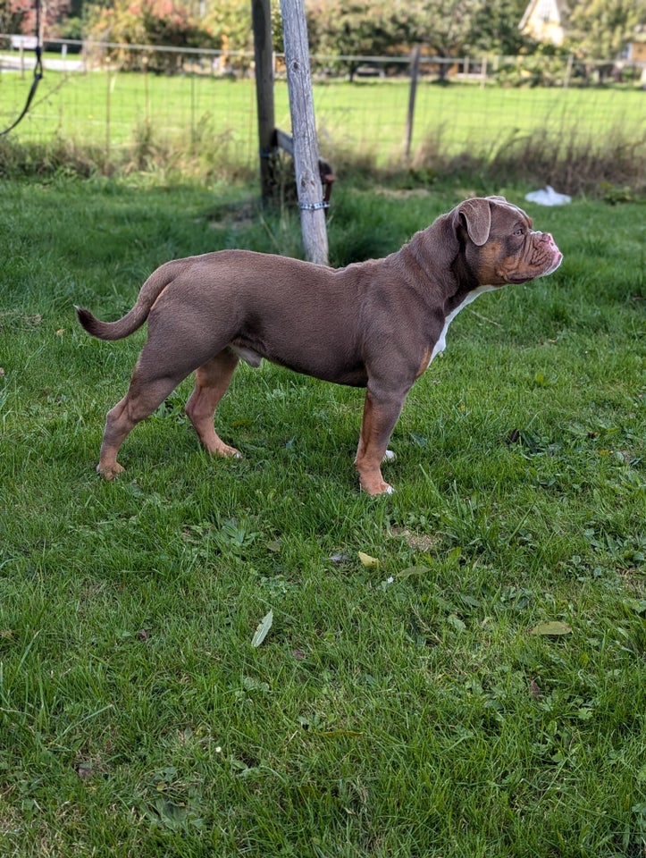 Old english bulldog, hanhund, 9