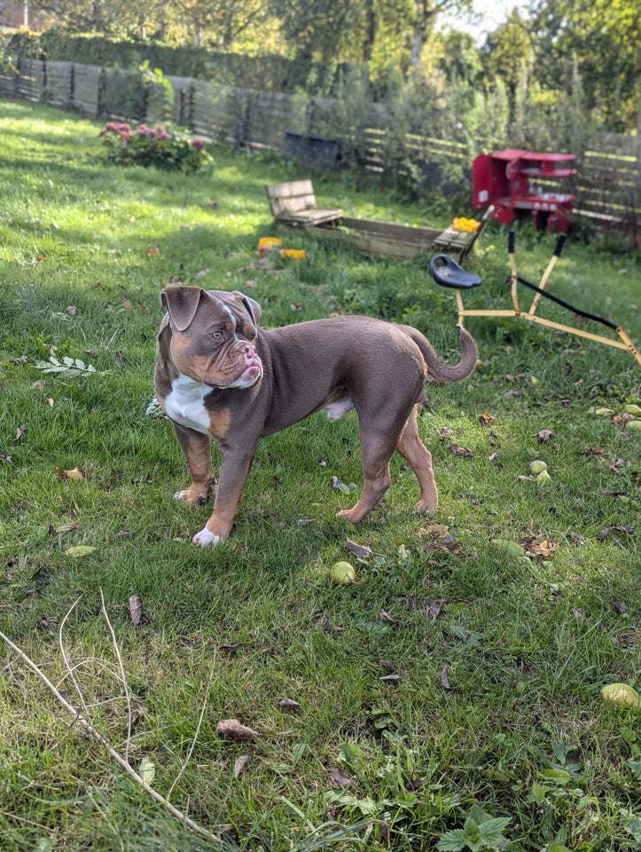 Old english bulldog, hanhund, 9