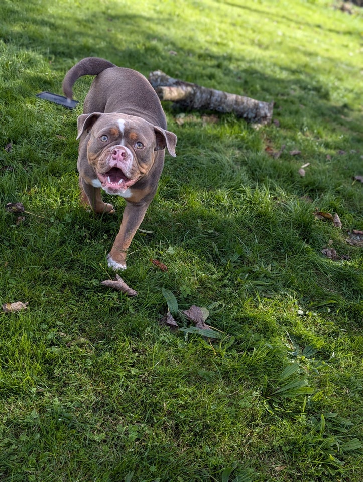 Old english bulldog, hanhund, 9