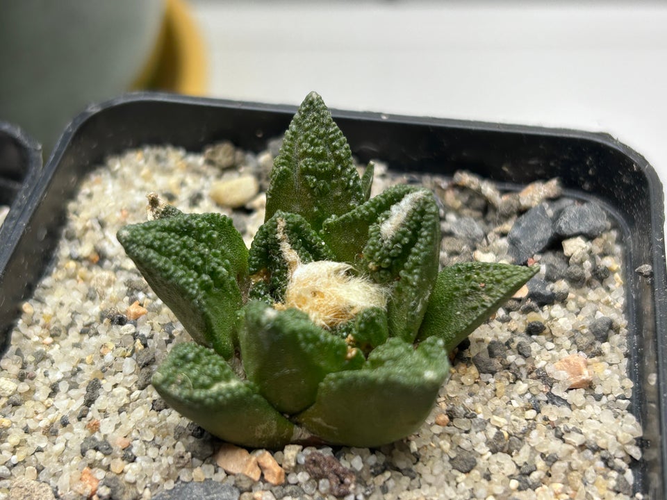 Kaktus, Ariocarpus hintonii