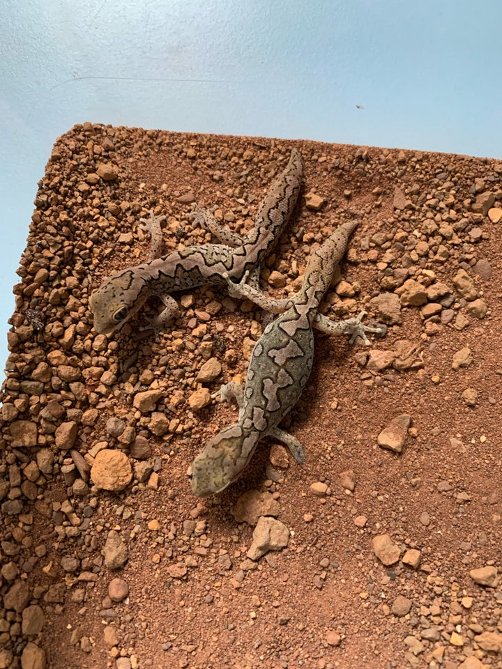 Gekko Diplodactylus furcosus