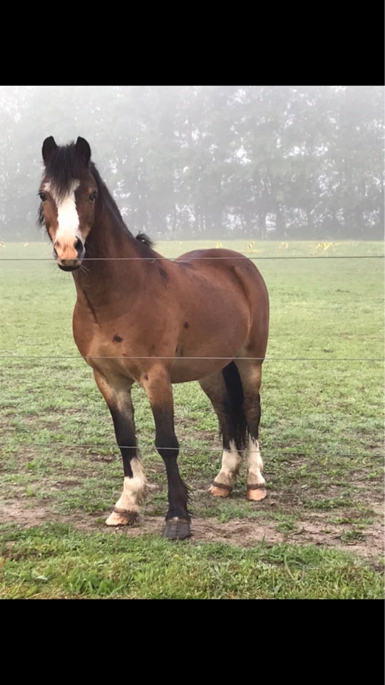 Welsh pony og Cob vallak 16 år