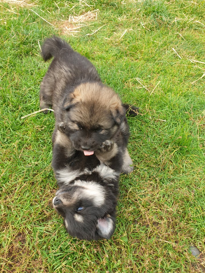 Finsk lapphund/ langhåred schæfer