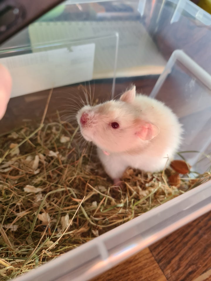 Hamster, Guldhamster , 0 år