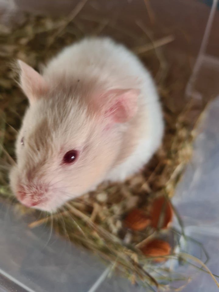 Hamster, Guldhamster , 0 år