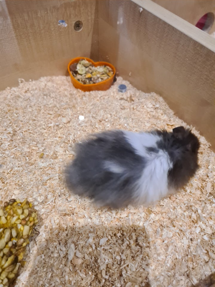 Hamster, Guldhamster , 0 år