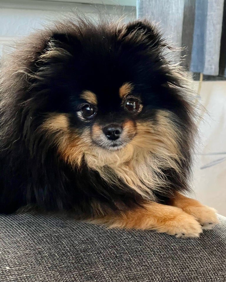 Pomeranian flere hvalpe 8 uger