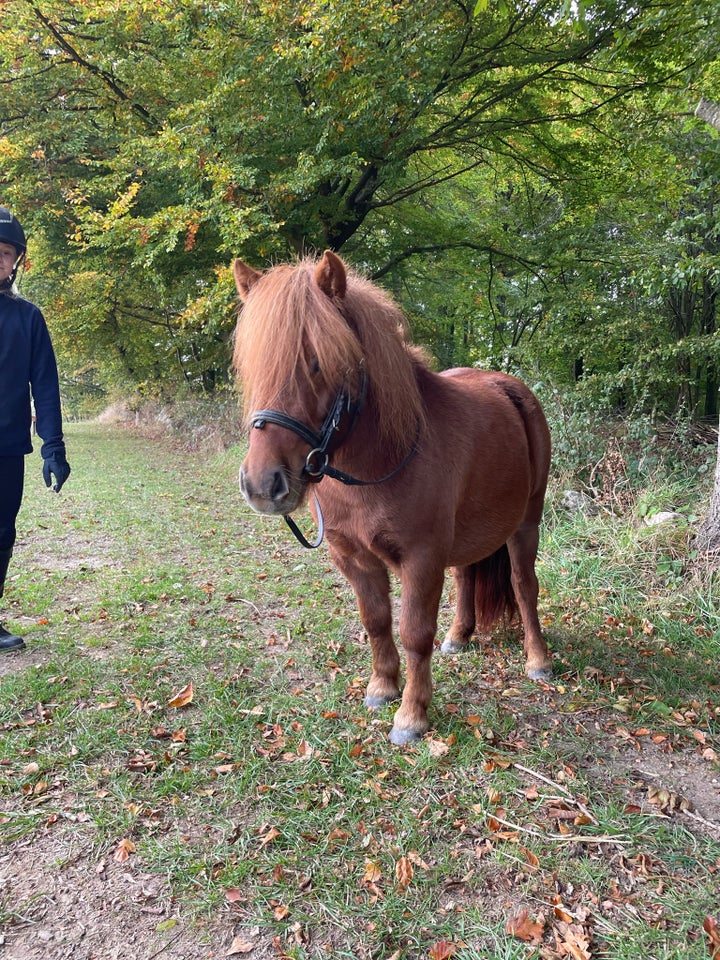 Shetlandspony, hoppe, 4 år