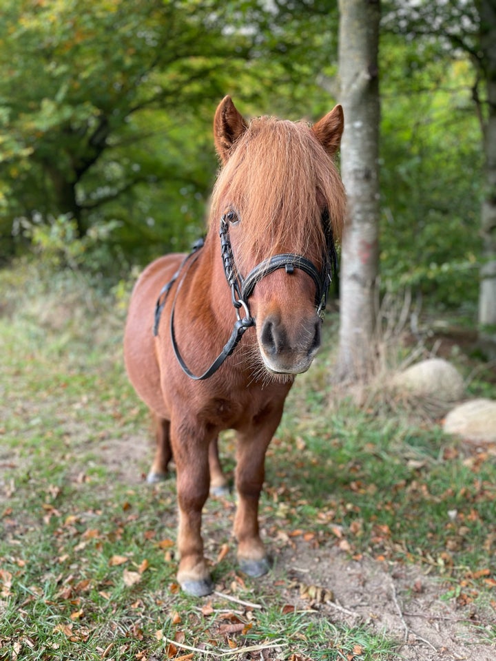 Shetlandspony, hoppe, 4 år