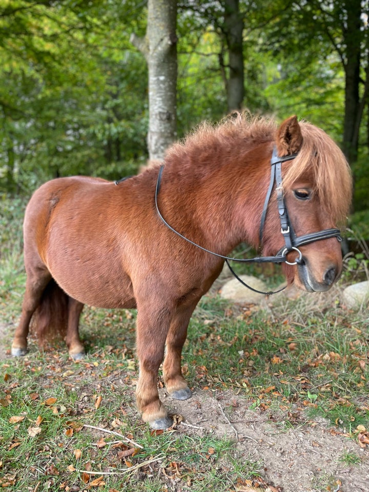 Shetlandspony, hoppe, 4 år