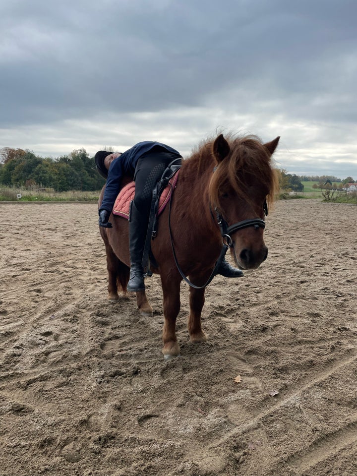 Shetlandspony, hoppe, 4 år