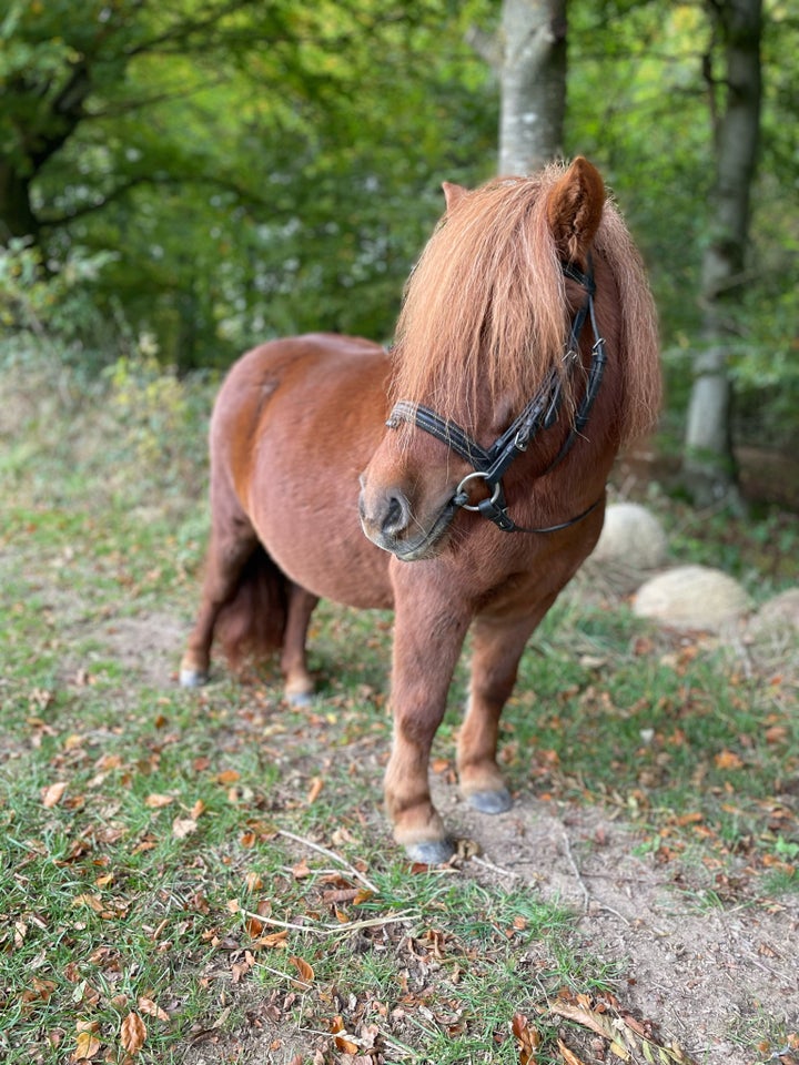 Shetlandspony, hoppe, 4 år