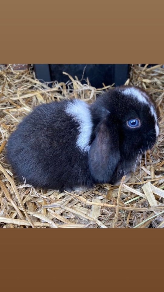 Kanin Mini Lop DRENG 0 år