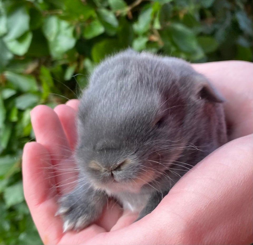 Kanin FRANSK VÆDDER HAN BLÅ OTTER