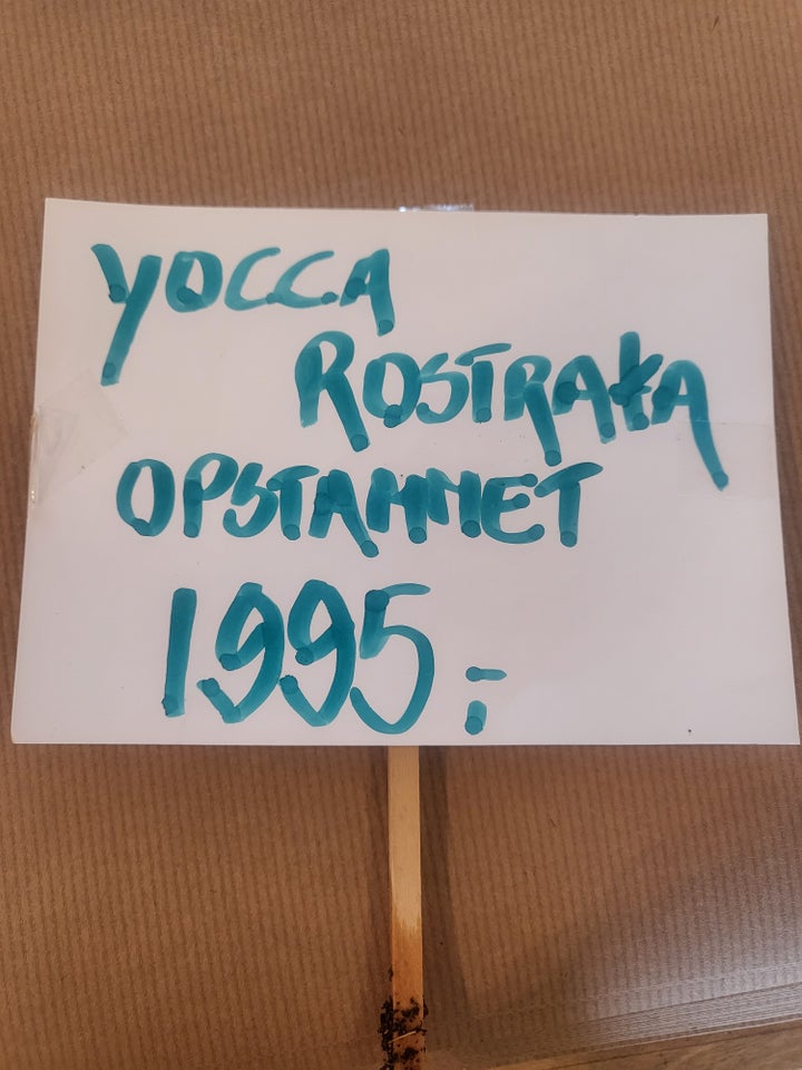 Yocca rostrata opstammet Palme