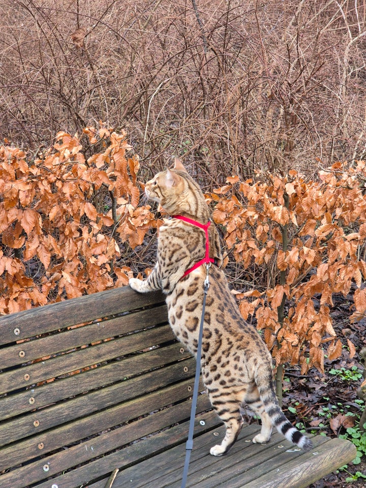 Bengal hankat 4 år