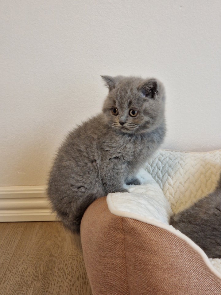 British Shorthair hunkilling 9