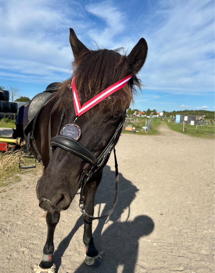 Islænder, hoppe, 10 år