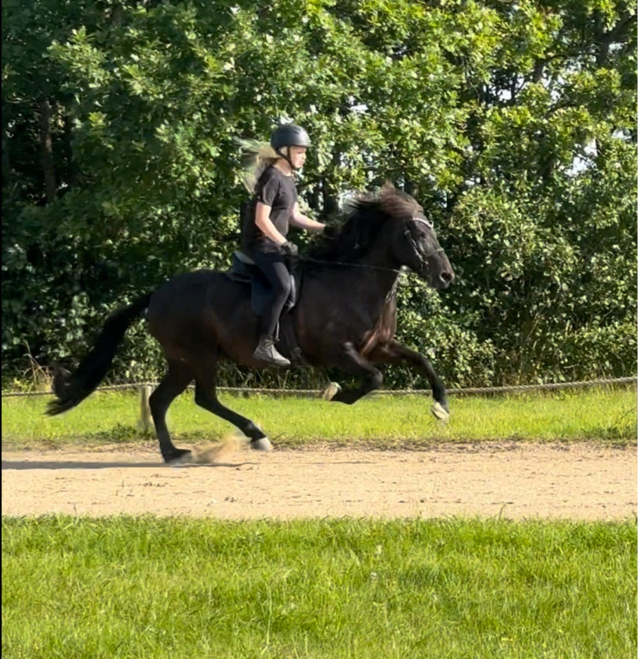 Islænder, hoppe, 10 år