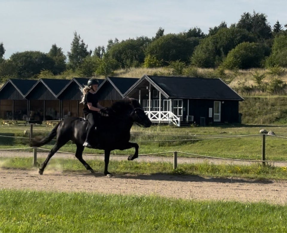 Islænder, hoppe, 10 år