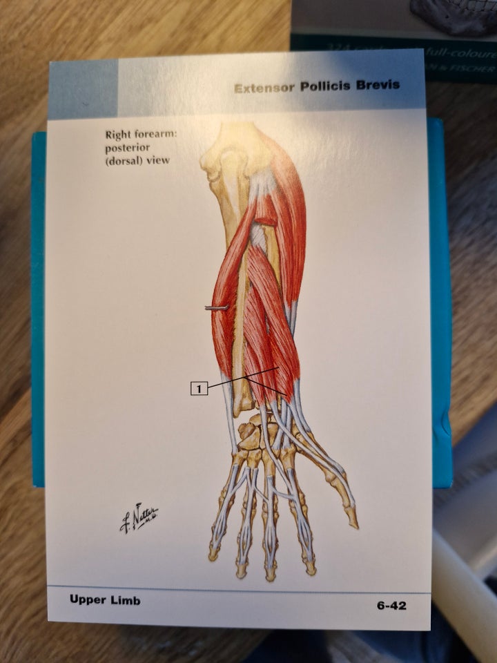 Netter's flashcards anatomy,