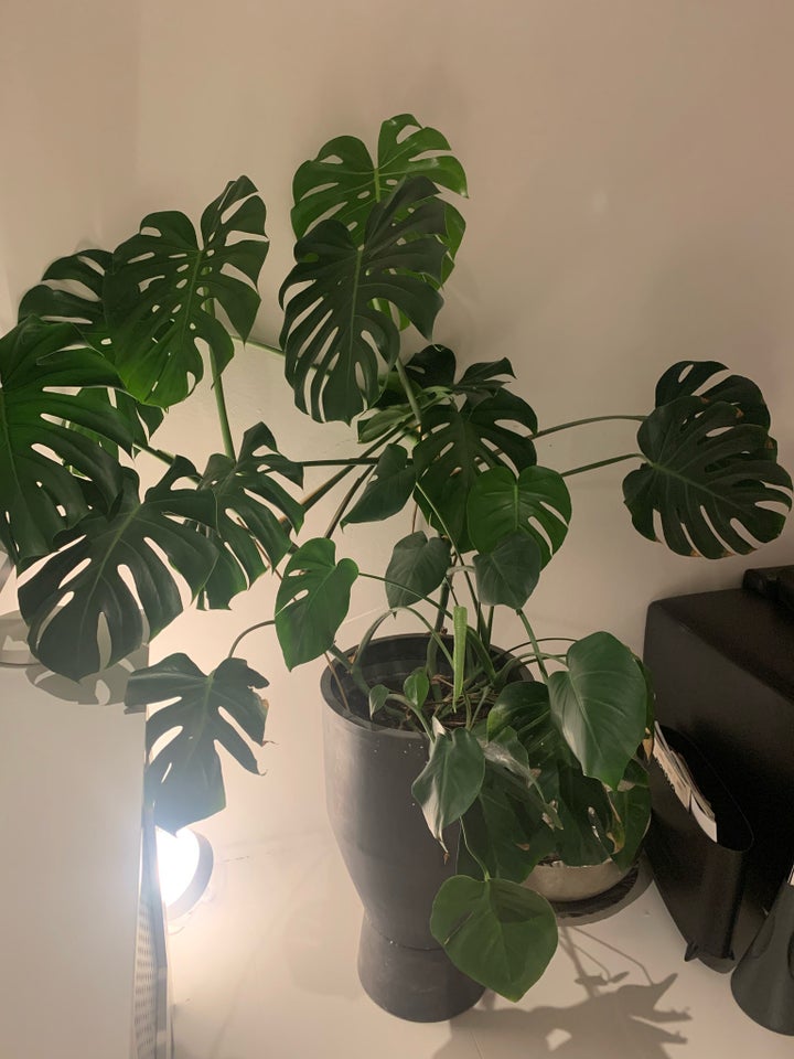 Monstera