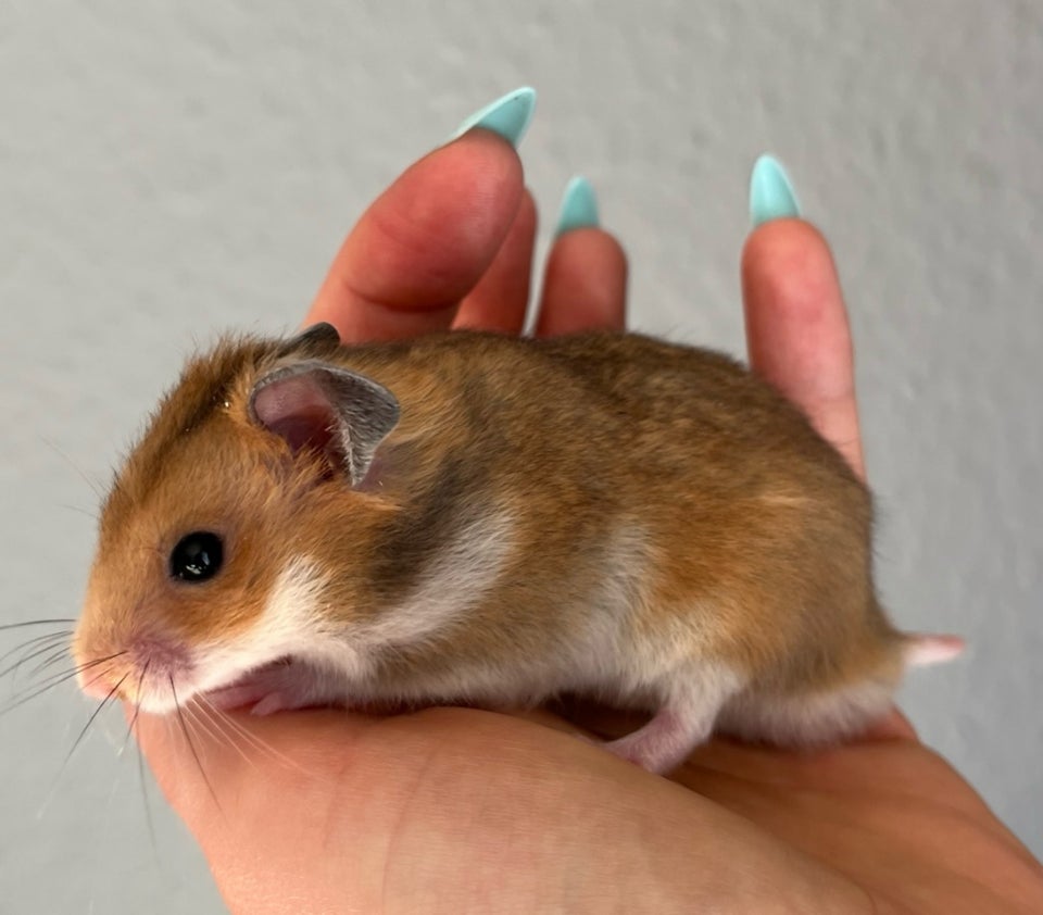 Hamster, Guldhamster, 0 år