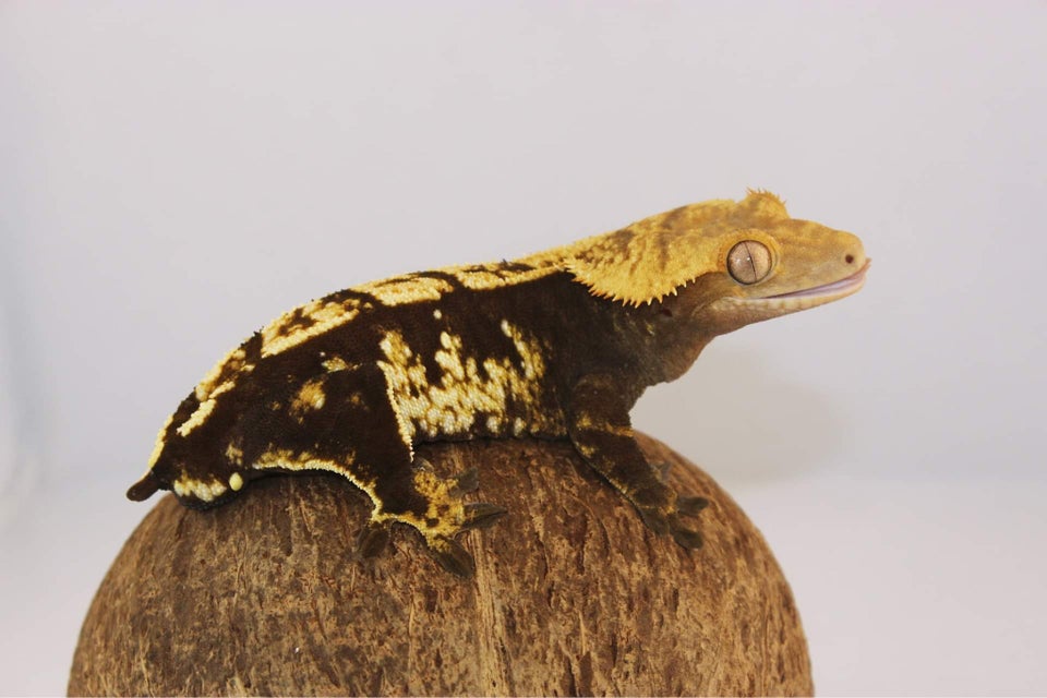 Gekko Kronegekko