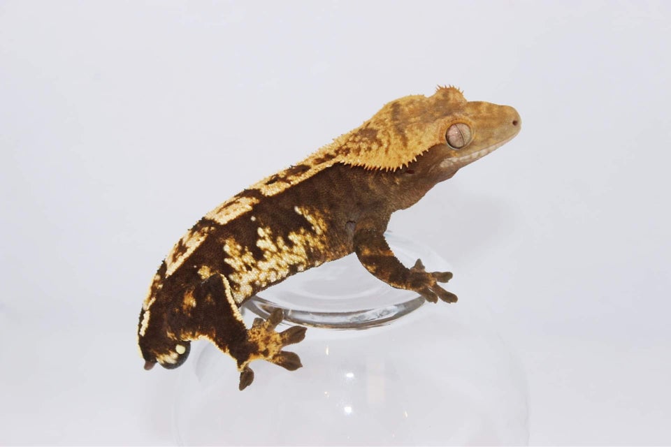 Gekko Kronegekko