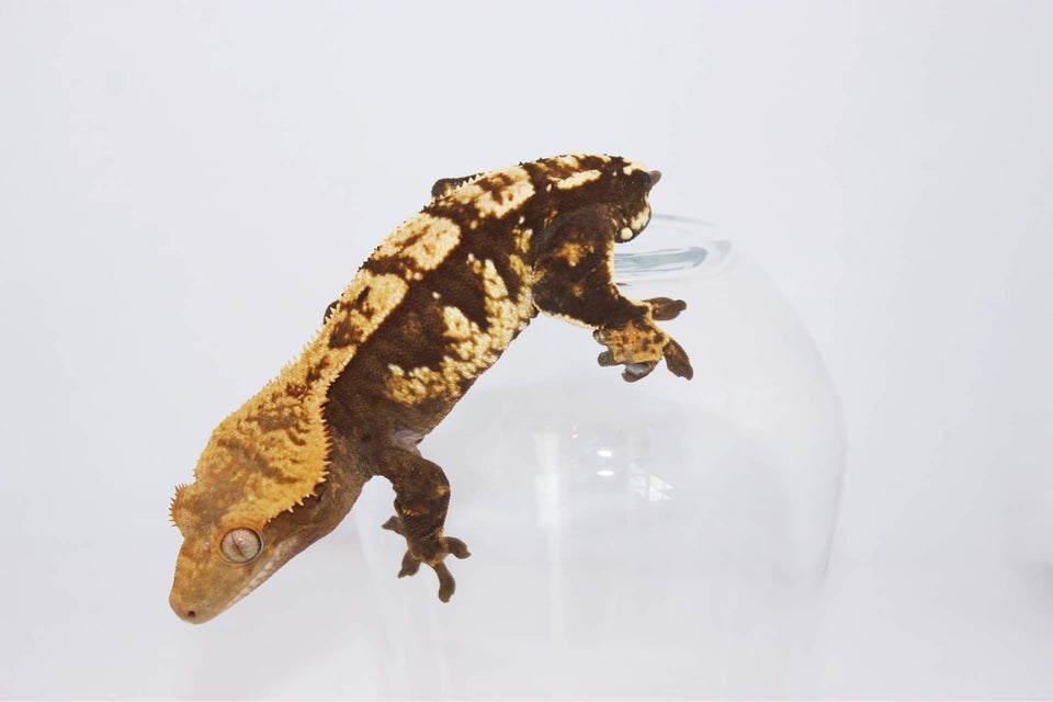 Gekko Kronegekko