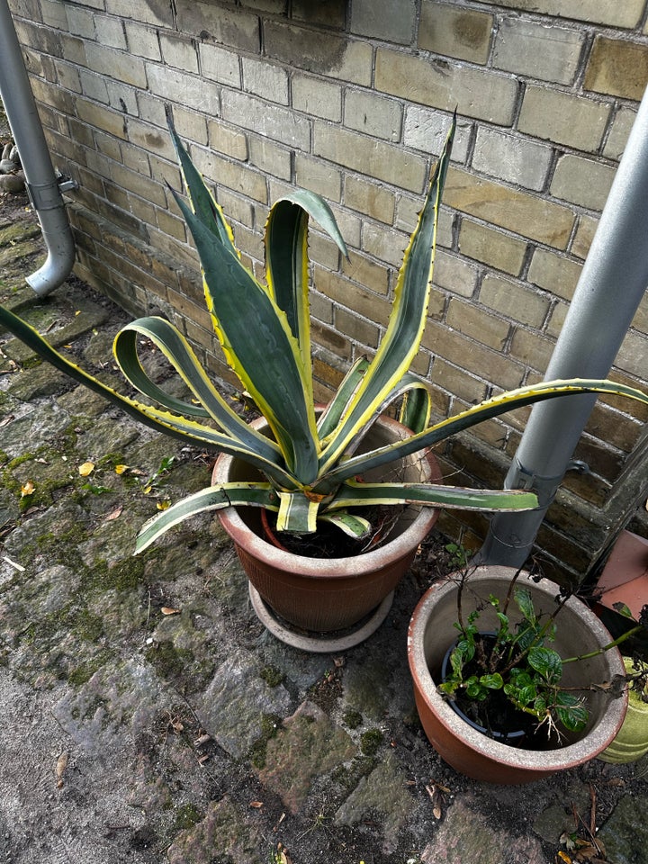 Agave kaktus, Agave